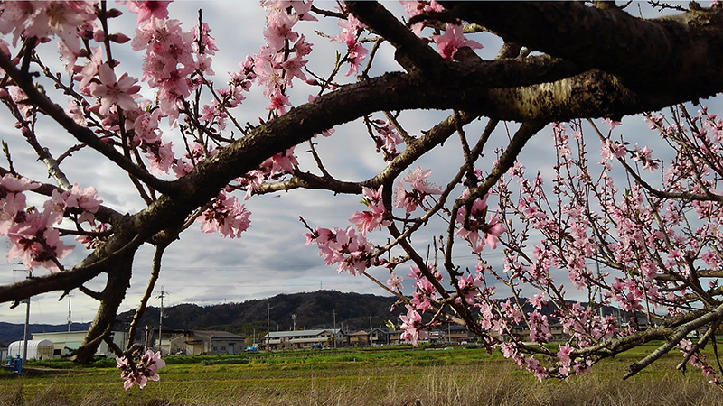 斑鳩の春　桜