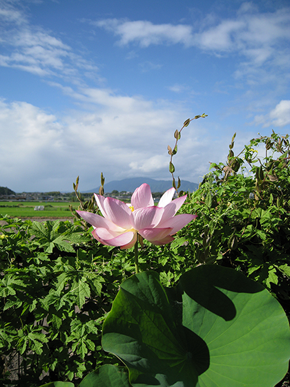 お寺からもらい受けた大火鉢に蓮を植えたら、毎年、こんな花が開く