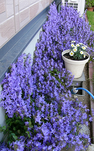 寒さ、半日蔭のやせ地に耐えた宿根草が5月の陽光で一気に花の変身。その名アルペンブルー